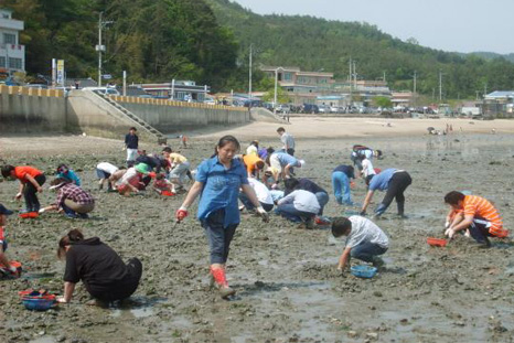 바지락 캐기 체험